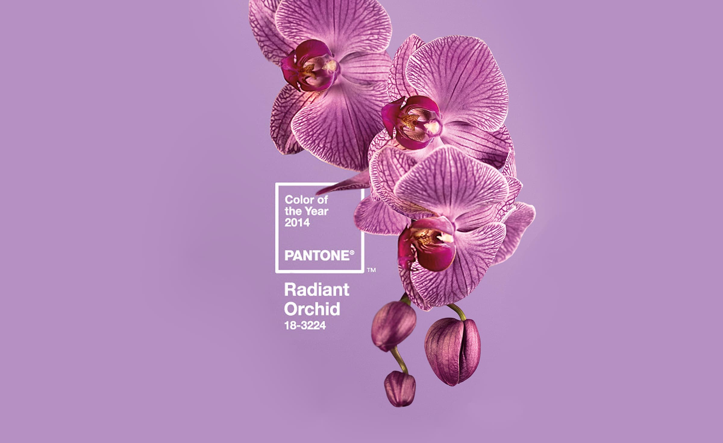 2014 年度代表色：兰花紫（Radiant Orchid）