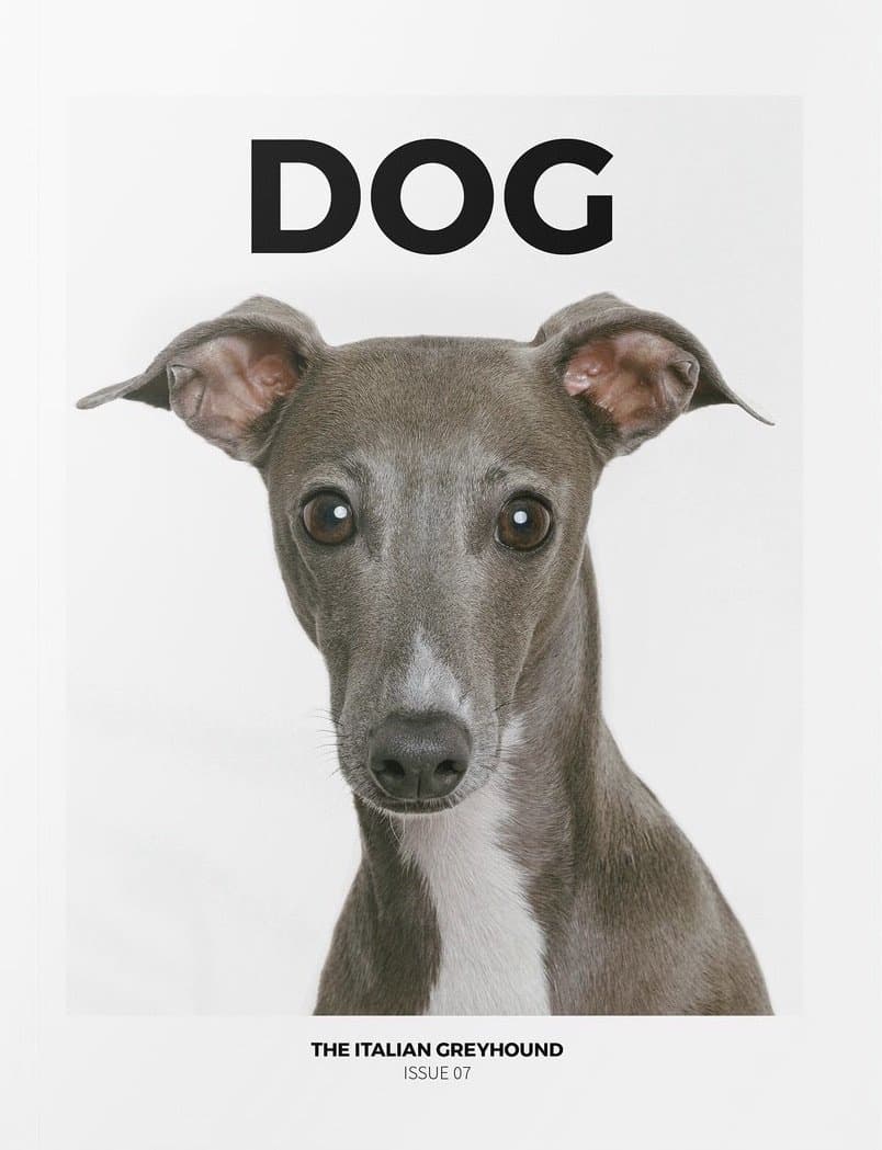 DOG “The Italian Greyhound” 时尚杂志封面，摄影师作品展示